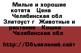 Милые и хорошие котята › Цена ­ 200 - Челябинская обл., Златоуст г. Животные и растения » Кошки   . Челябинская обл.